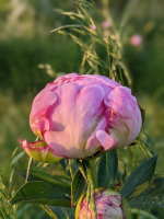 Peonie