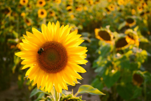 Sunflower